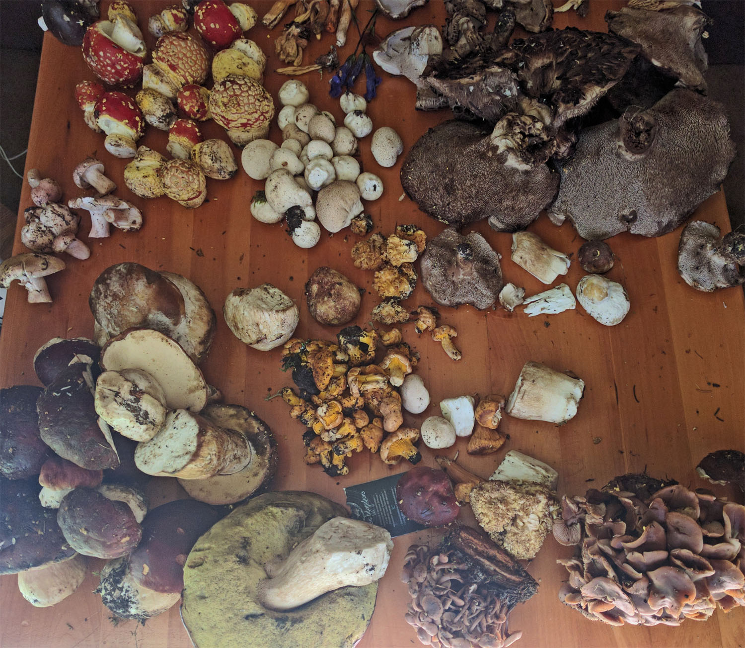 mushroom-foray